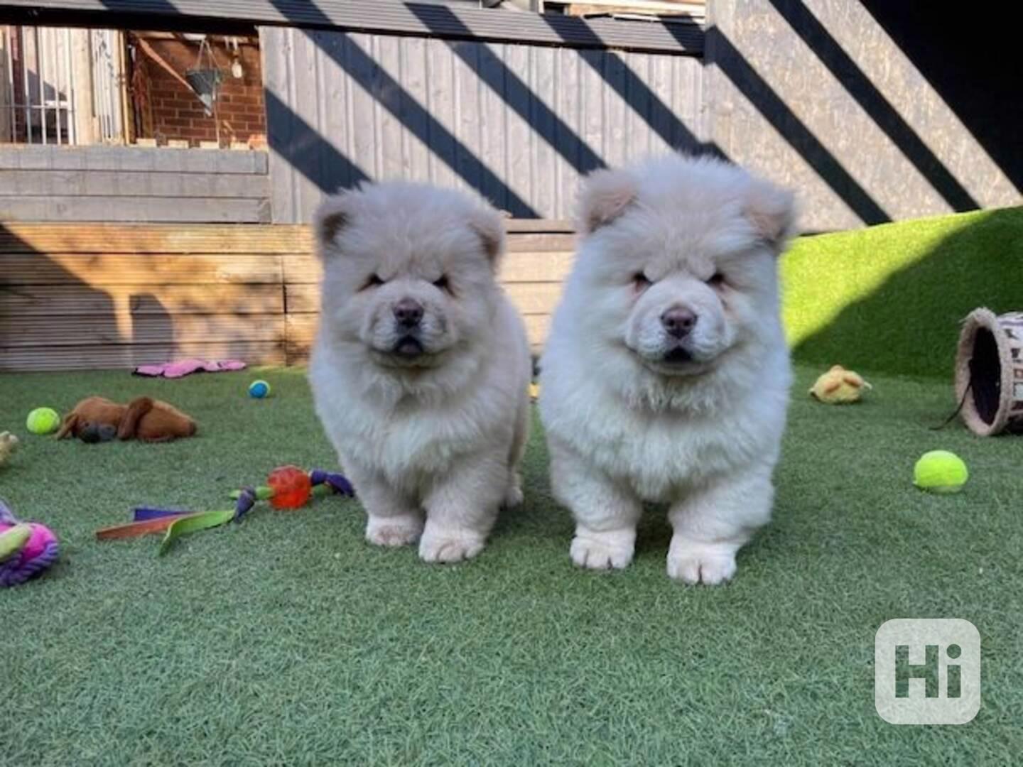 štěňátka čau čau k adopci - foto 1