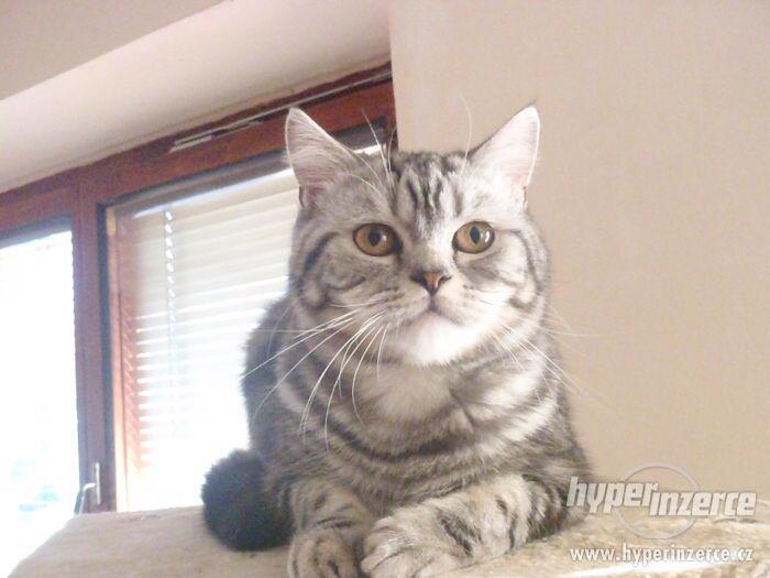 britský kocourek whiskas - foto 1
