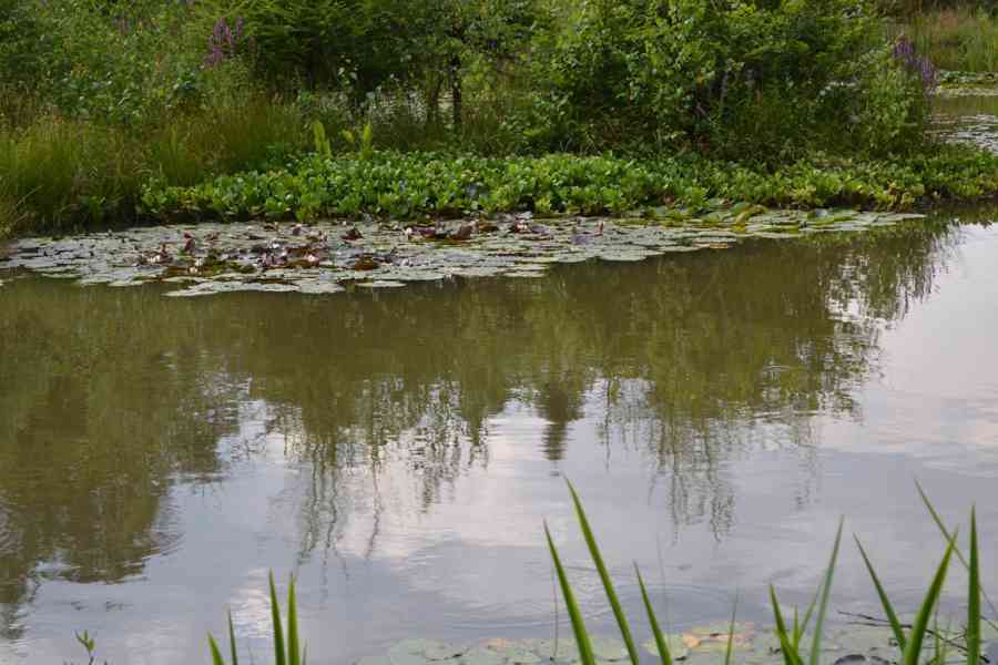vodní rostliny bahenní rostliny - foto 37