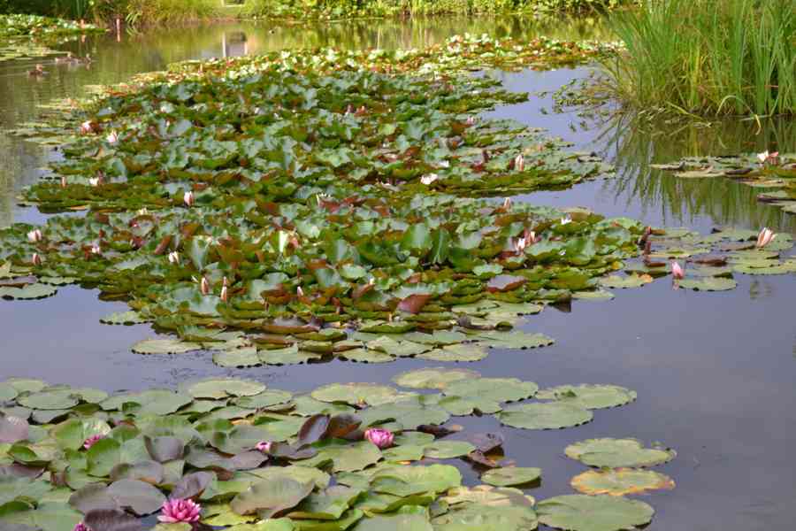 vodní rostliny bahenní rostliny - foto 17