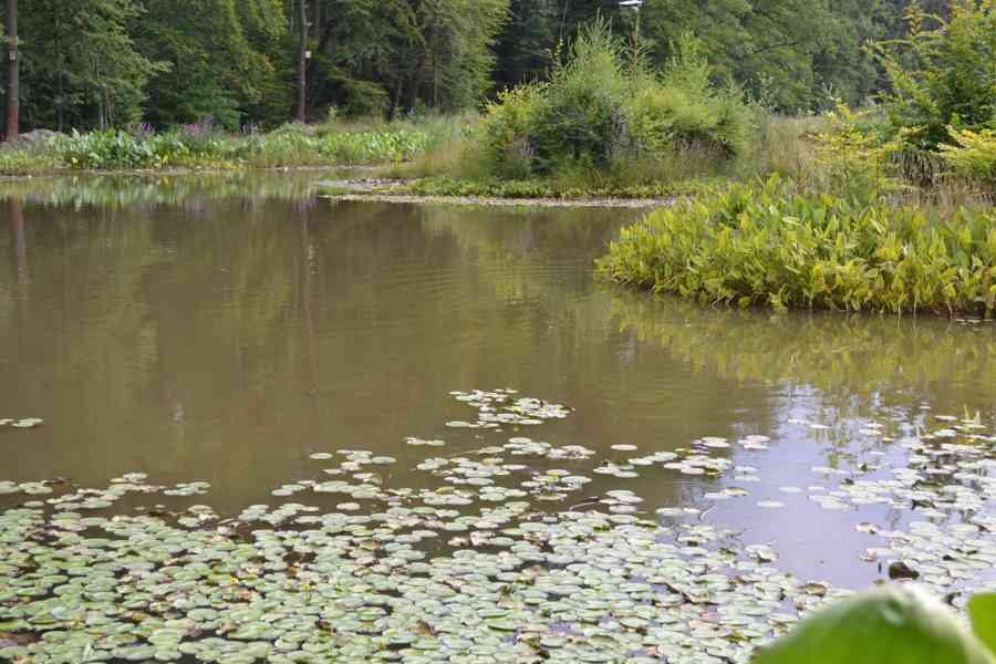 vodní rostliny bahenní rostliny - foto 36