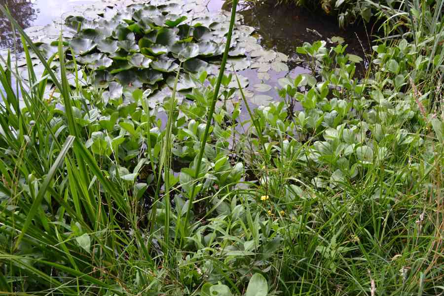 vodní rostliny bahenní rostliny - foto 3