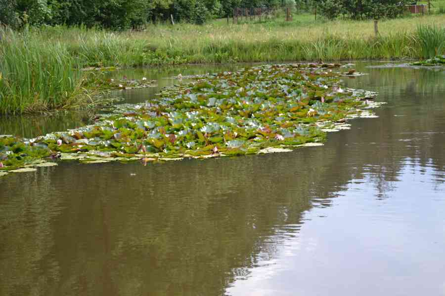 vodní rostliny bahenní rostliny - foto 14