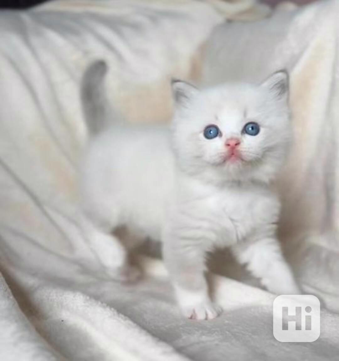 Perská koťata spp - foto 1