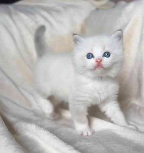 Perská koťata spp - foto 2