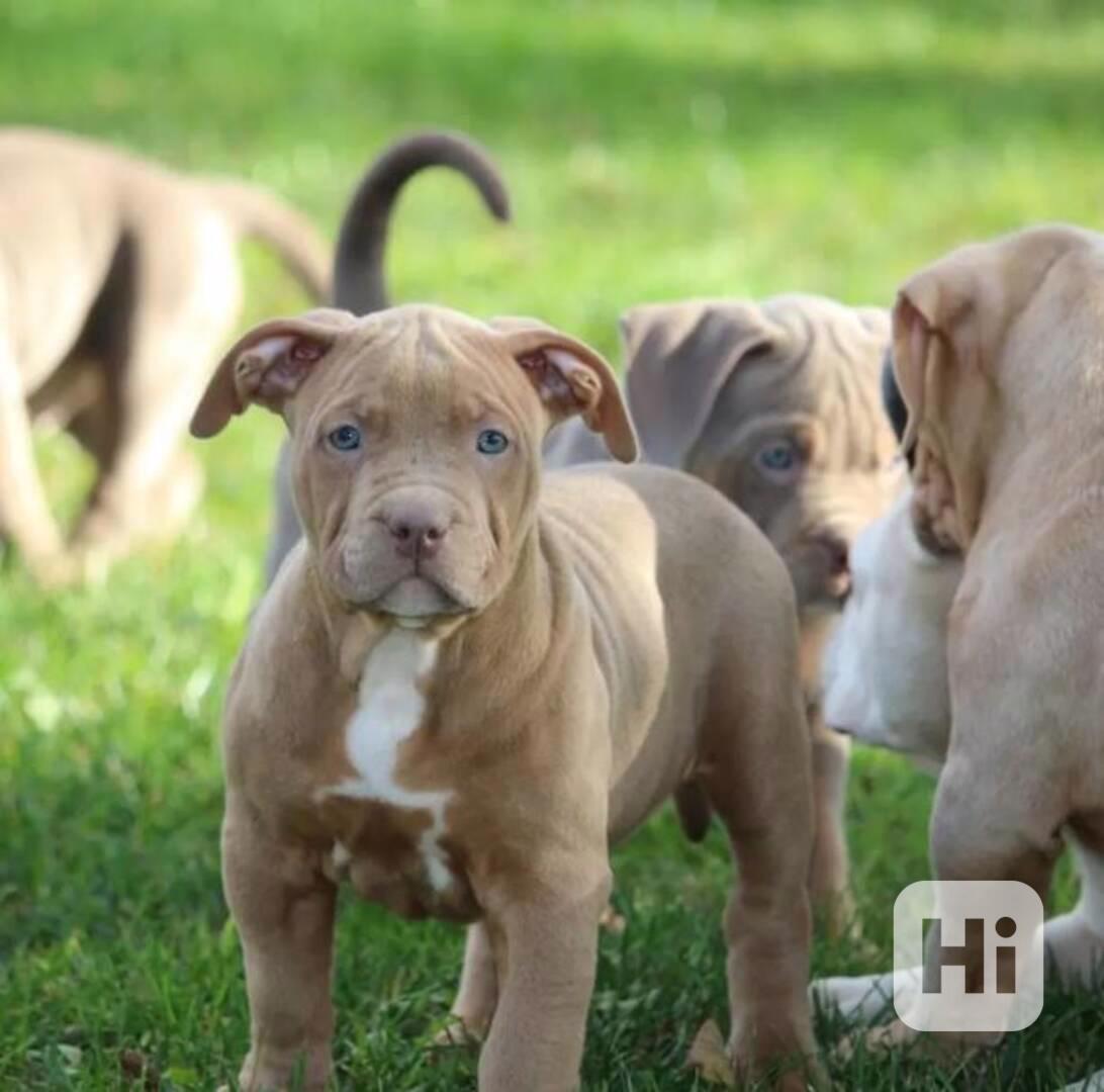 Máme k dispozici krásná štěňata amerického buldoga k adopci. - foto 1