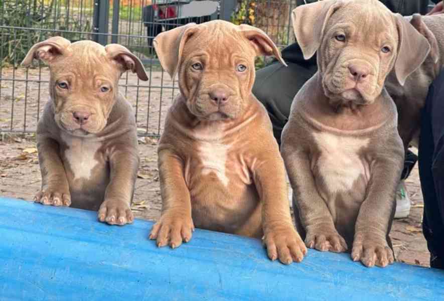 Máme k dispozici krásná štěňata amerického buldoga k adopci. - foto 2