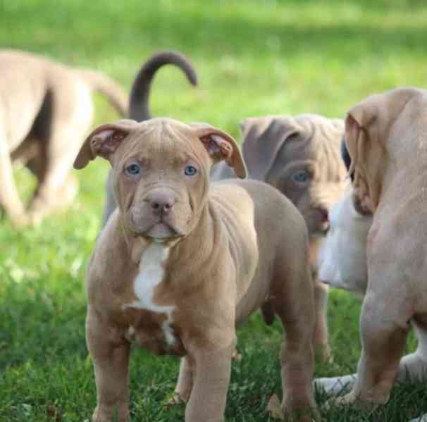 Máme k dispozici krásná štěňata amerického buldoga k adopci. - foto 1