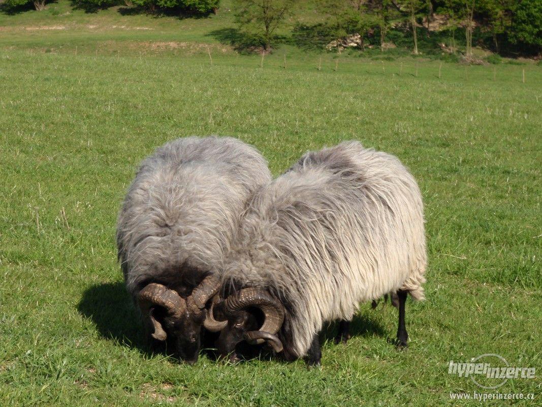 Prodej plemenných vřesových ovcí a beranů - foto 1