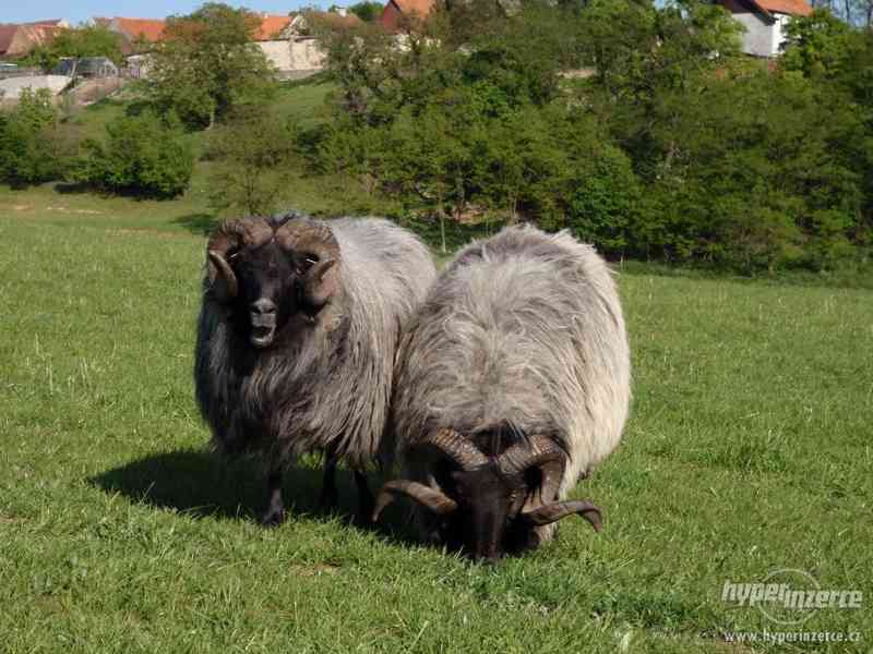 Prodej plemenných vřesových ovcí a beranů - foto 2