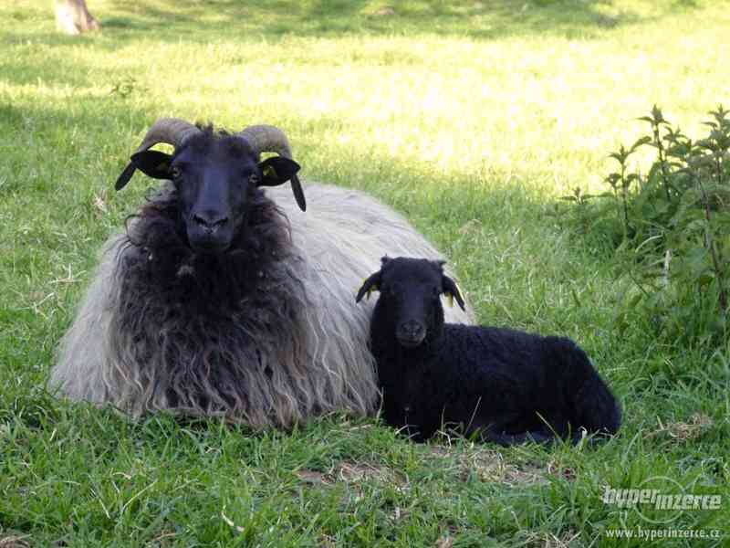 Prodej plemenných vřesových ovcí a beranů - foto 3