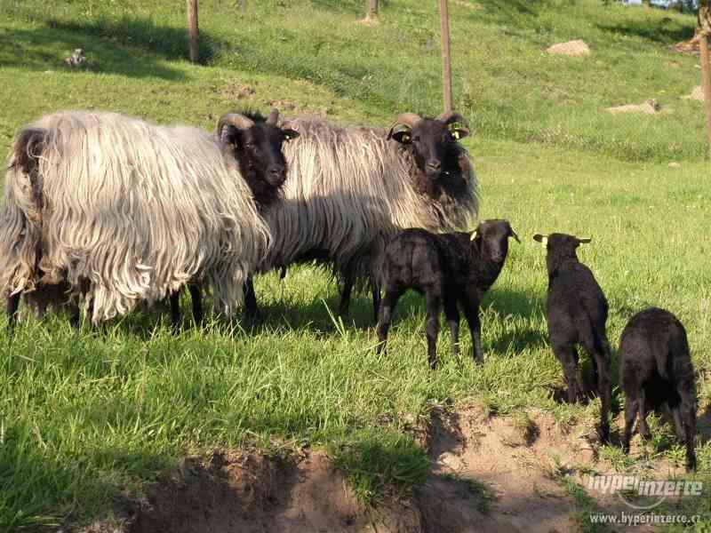 Prodej plemenných vřesových ovcí a beranů - foto 4