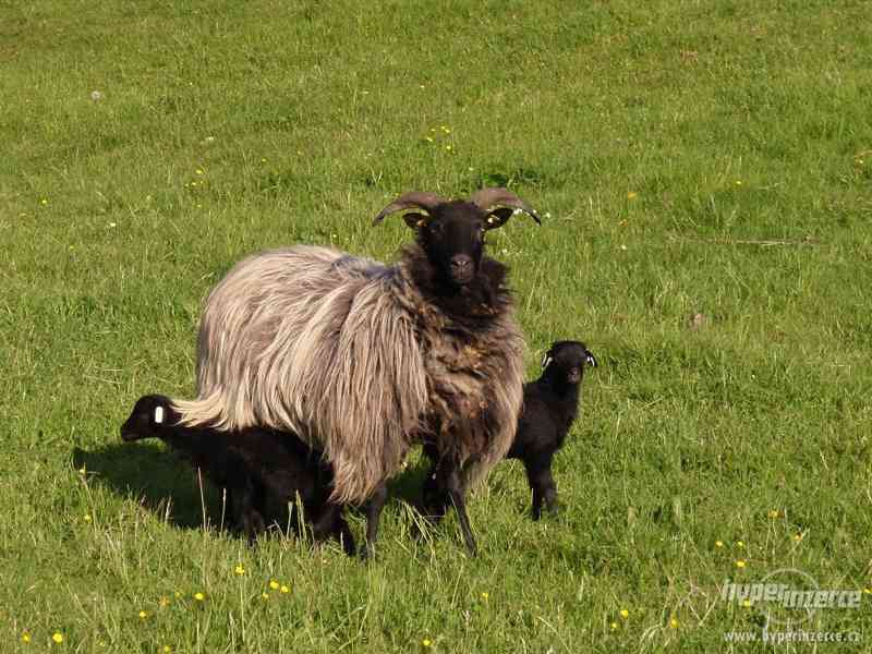 Prodej plemenných vřesových ovcí a beranů - foto 5