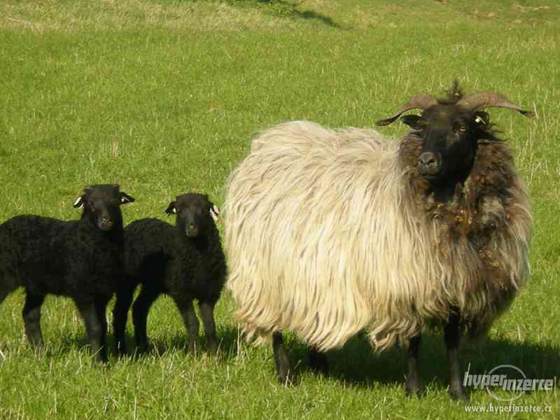 Prodej plemenných vřesových ovcí a beranů - foto 6