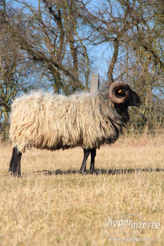 Prodej plemenných vřesových ovcí a beranů - foto 8