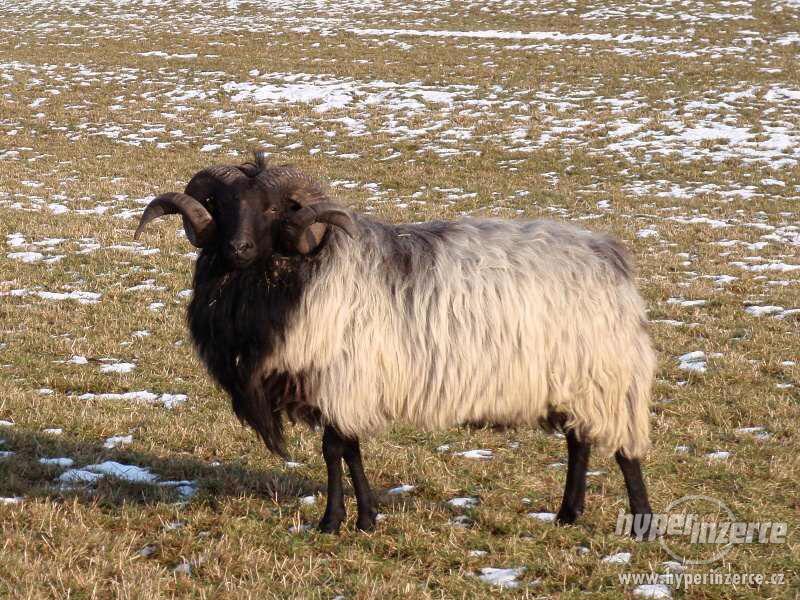 Prodej plemenných vřesových ovcí a beranů - foto 9