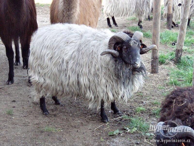 Prodej plemenných vřesových ovcí a beranů - foto 10