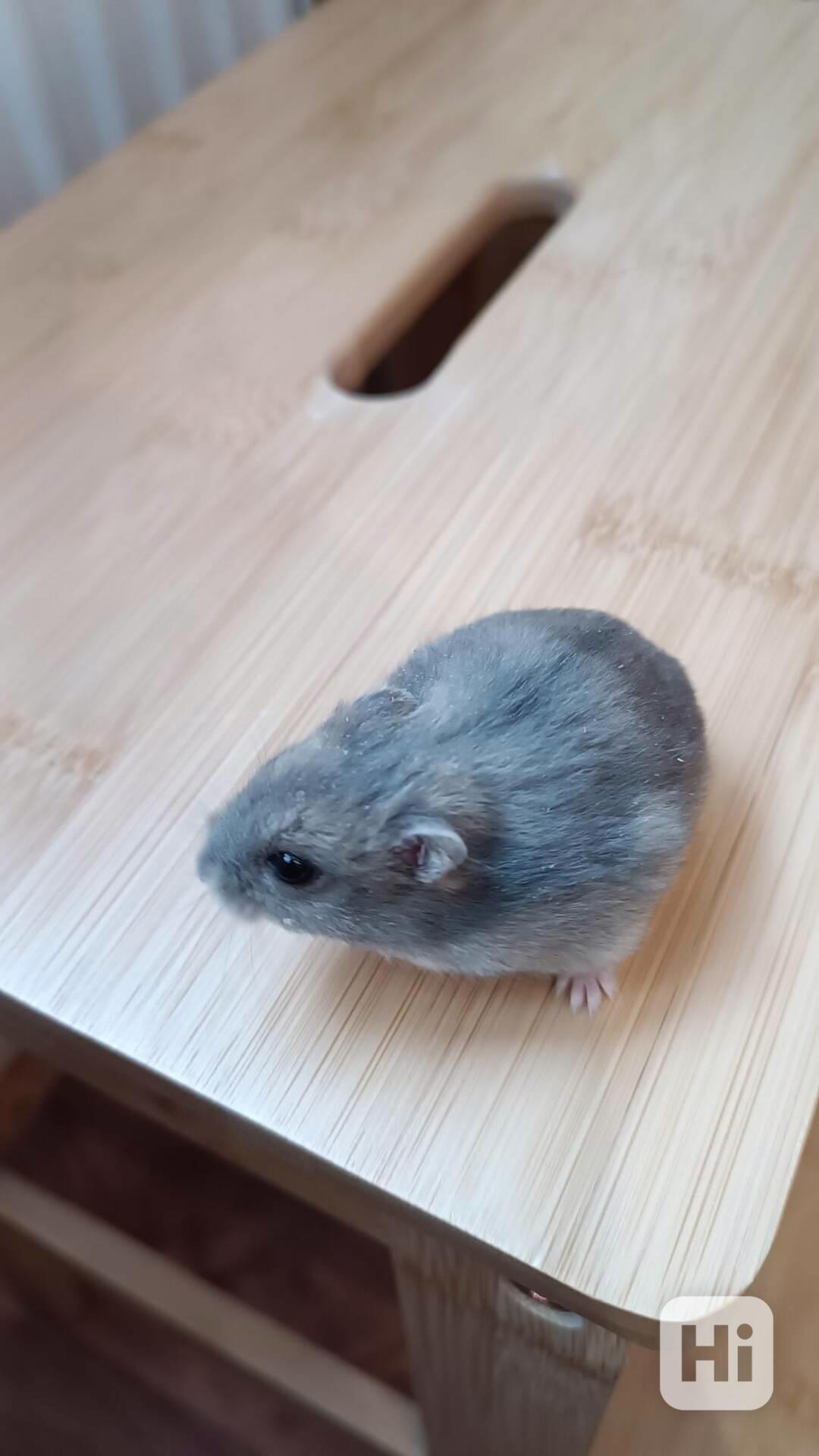 Křeček džungarský světlý - foto 1