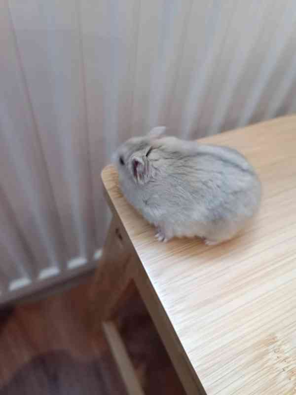 Křeček džungarský světlý - foto 2