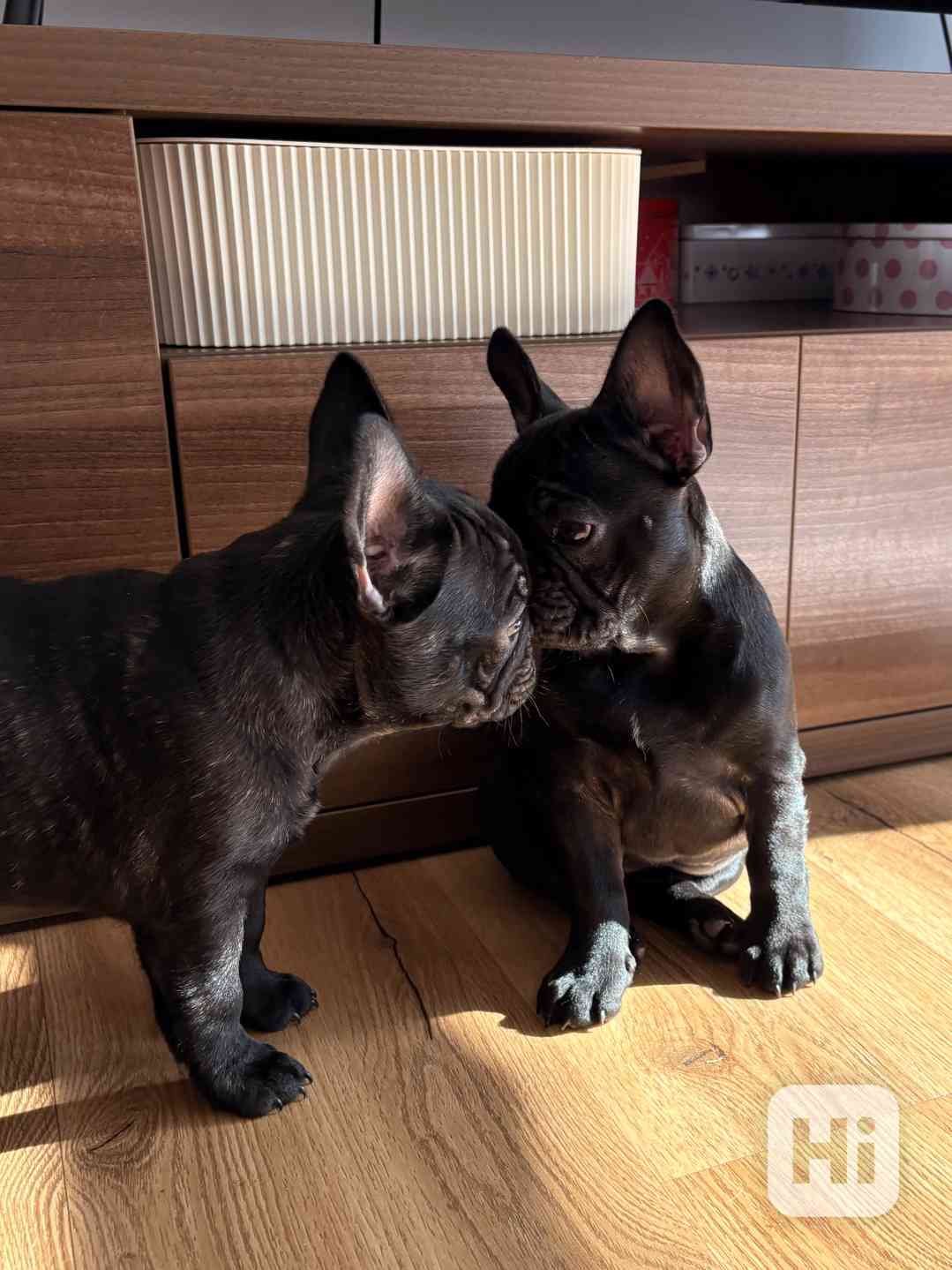 Francouzský buldoček štěňata s PP - foto 1