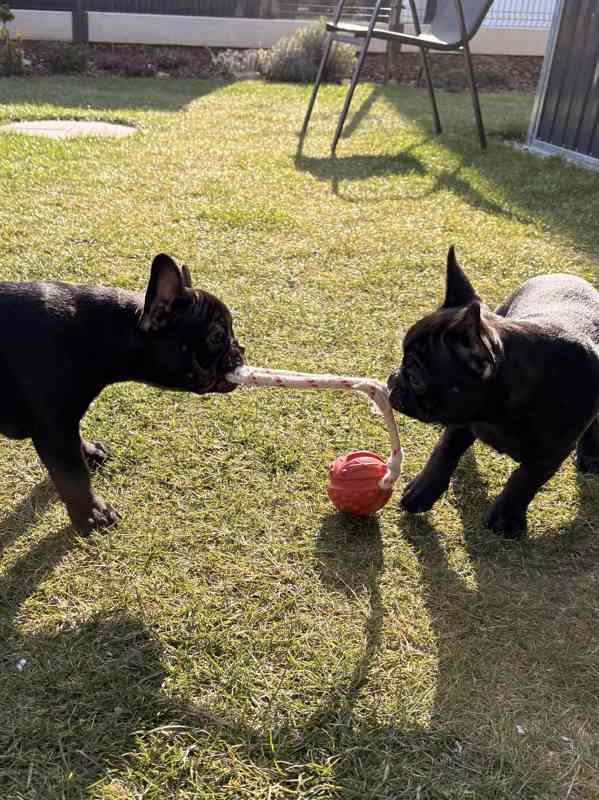 Francouzský buldoček štěňata s PP - foto 3