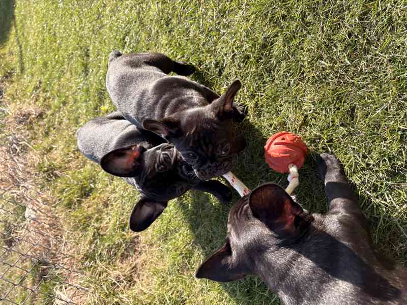 Francouzský buldoček štěňata s PP - foto 2