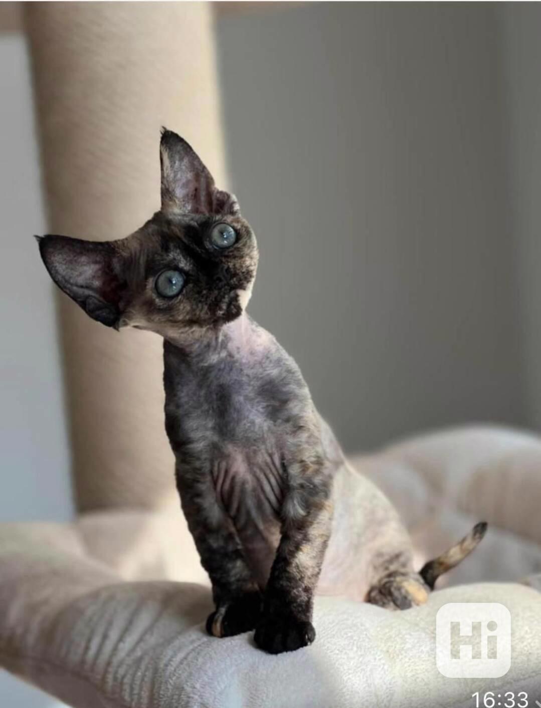 Krásné kotě Devon Rex - foto 1