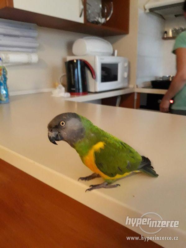 Papoušek Senegalský-ztráta - foto 1