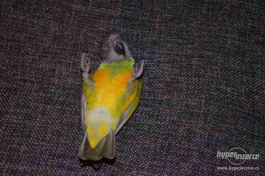Papoušek Senegalský-ztráta - foto 2