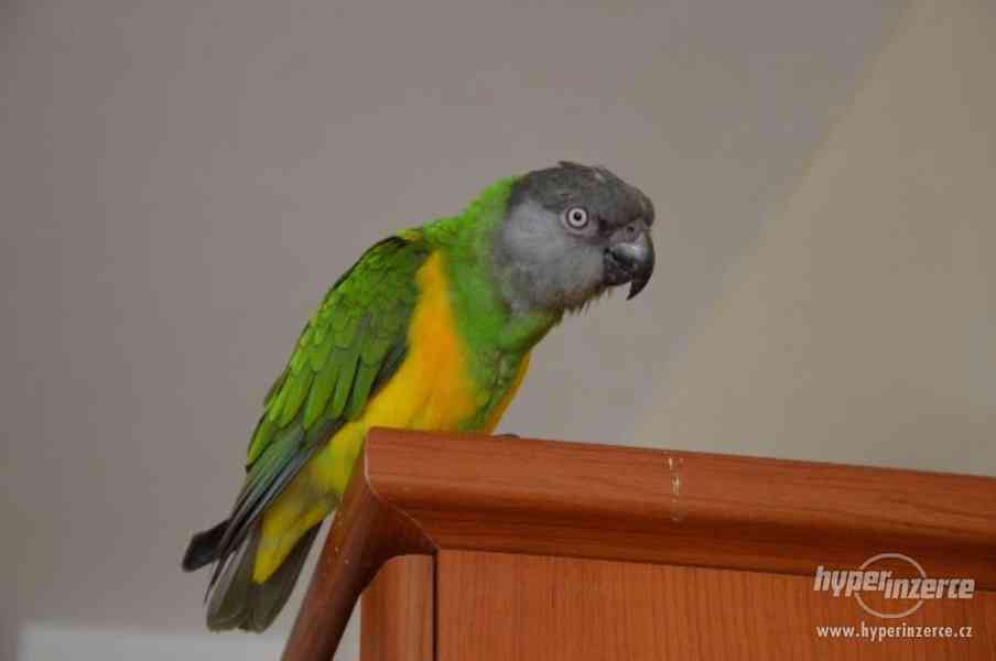 Papoušek Senegalský-ztráta - foto 3
