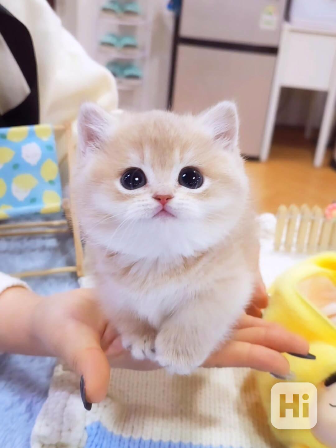 Adopce zdarma – pouze pro seriózní a milující domovy - foto 1