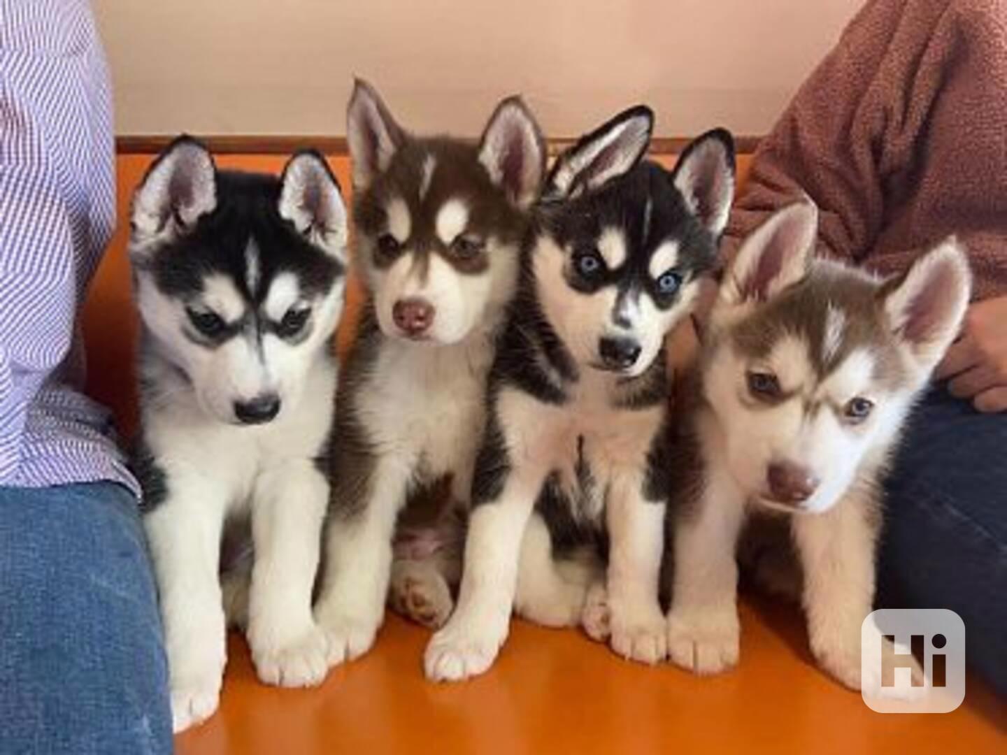 Zdarma dárek štěňata sibiřského huskyho k adopci  - foto 1