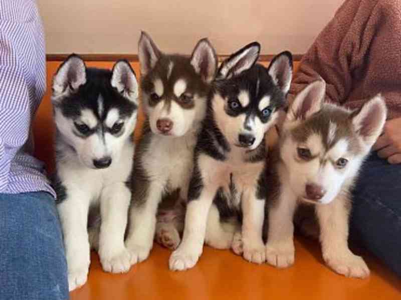 Zdarma dárek štěňata sibiřského huskyho k adopci  - foto 1