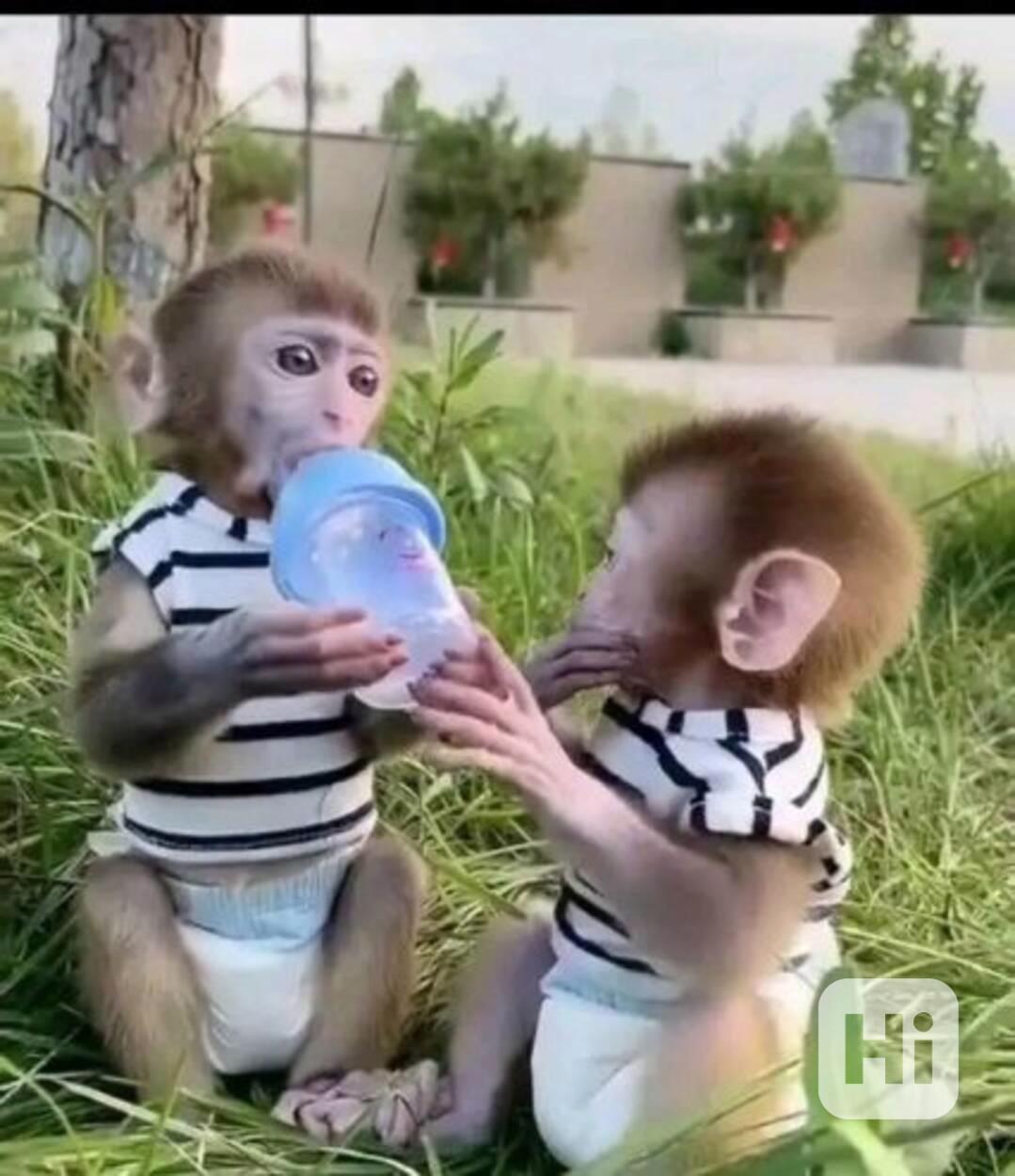 roztomilá a rozkošná kapucínská opice k bezplatné adopci - foto 1