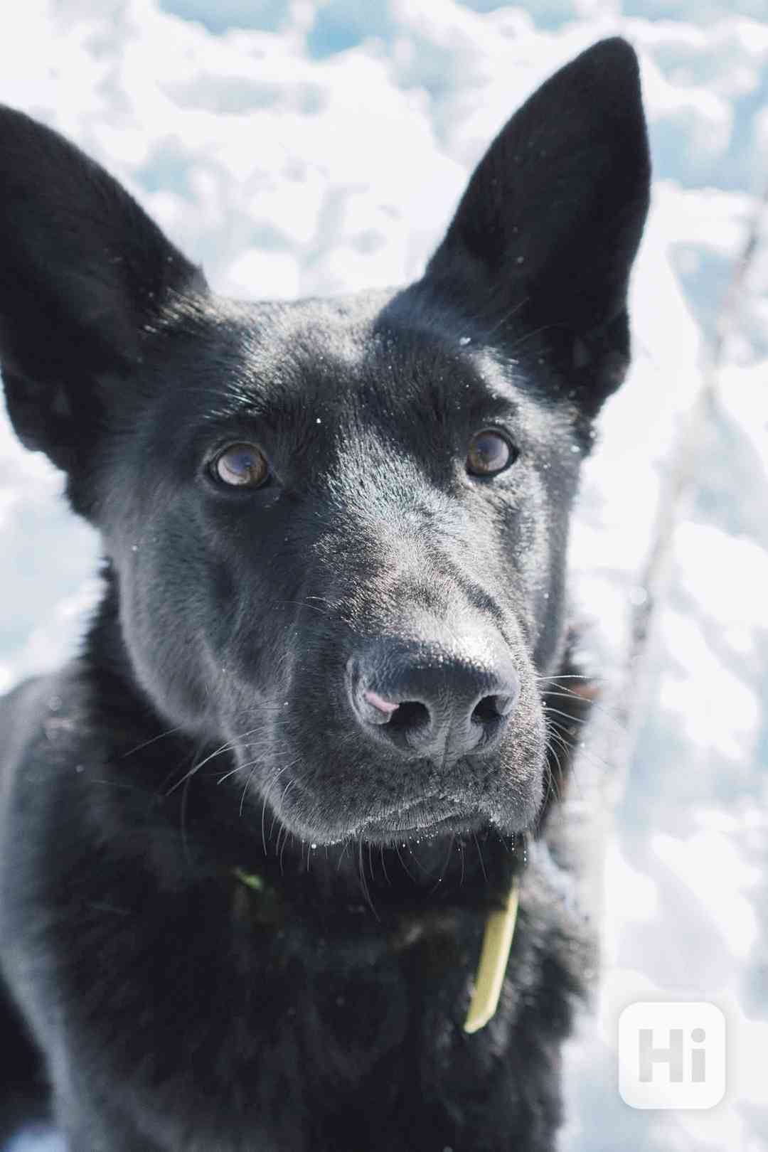 ESTERKA - fenečka 11 měsíců  - foto 1