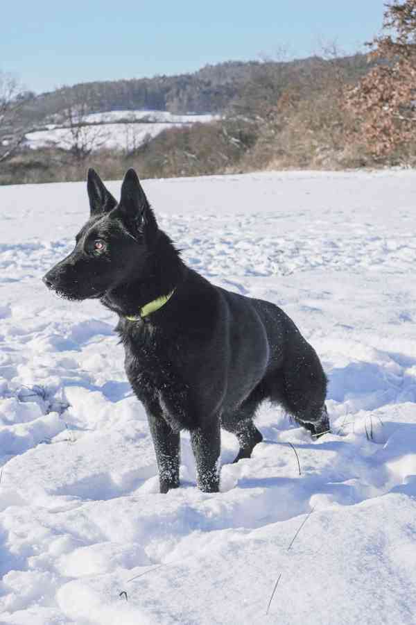 ESTERKA - fenečka 11 měsíců  - foto 5