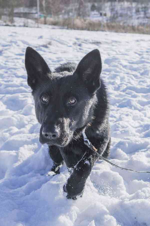 ESTERKA - fenečka 11 měsíců  - foto 4