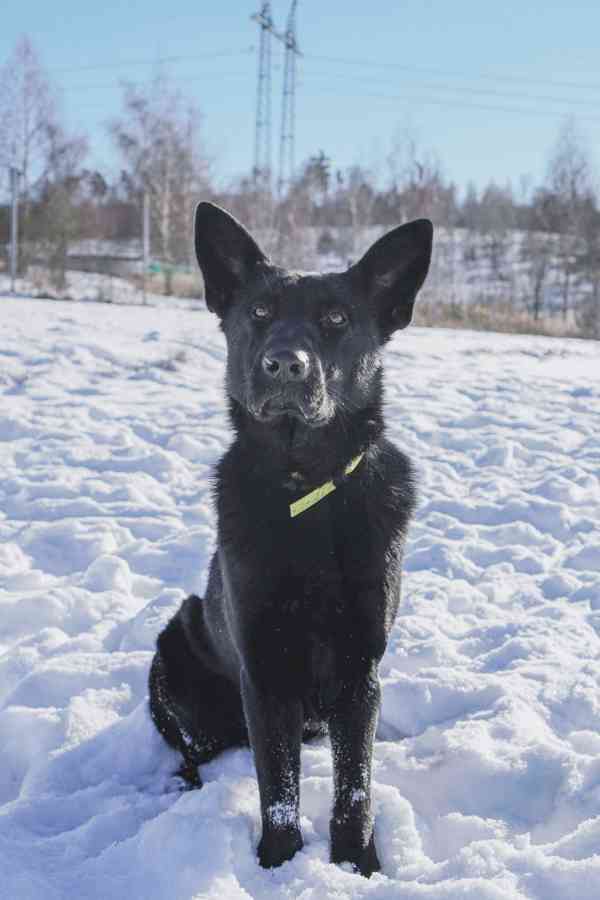 ESTERKA - fenečka 11 měsíců  - foto 3