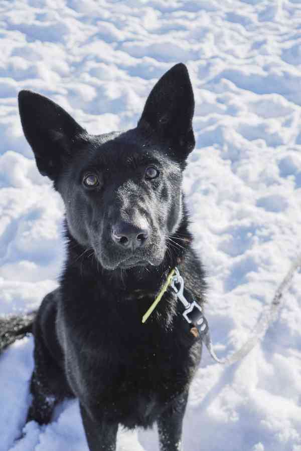 ESTERKA - fenečka 11 měsíců  - foto 2