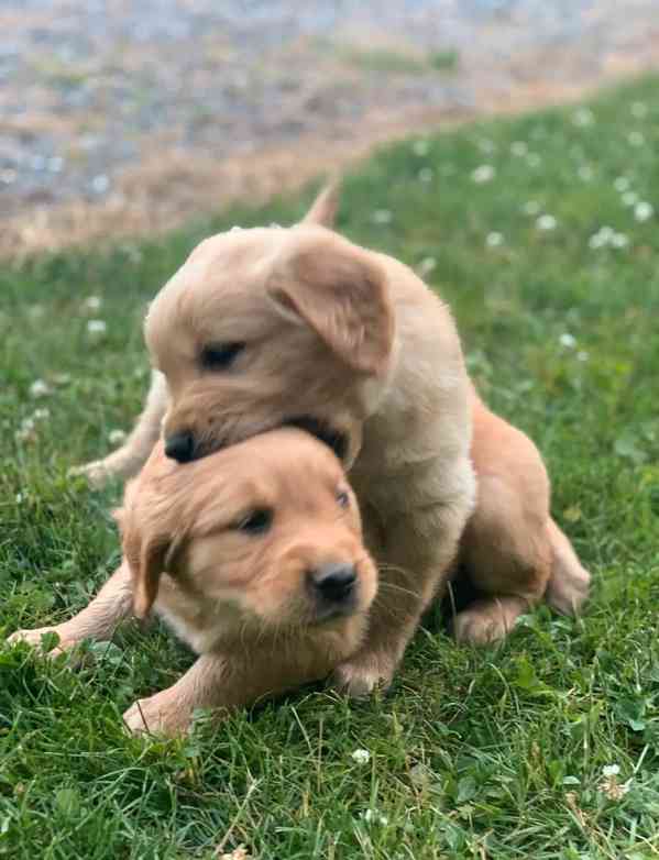 Nejokouzelnější štěňata zlatého retrívra