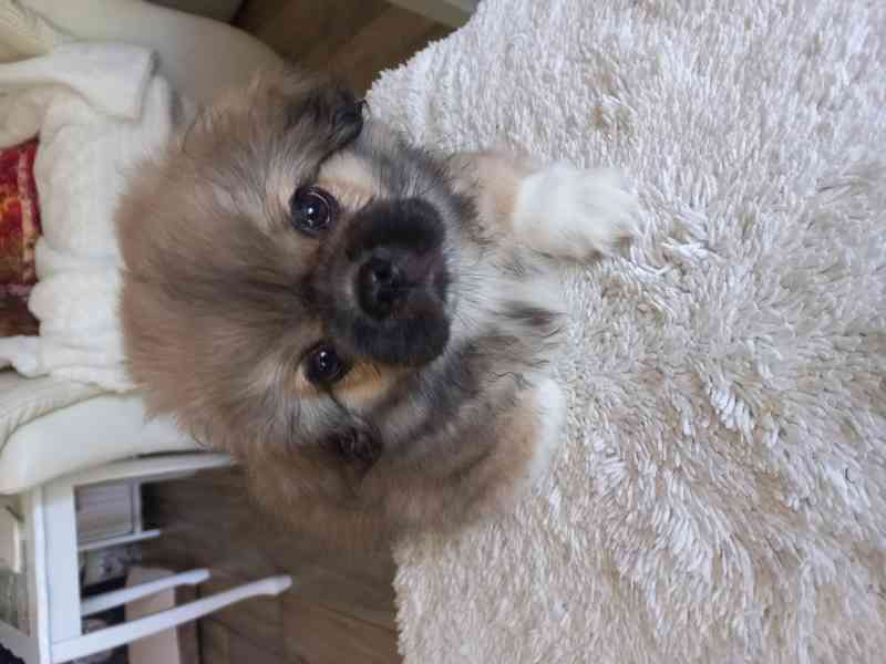 tibetský španěl - štěňátka - foto 6
