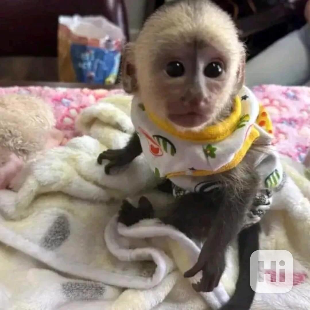 Rozkošné kapucínské opice k dispozici  - foto 1