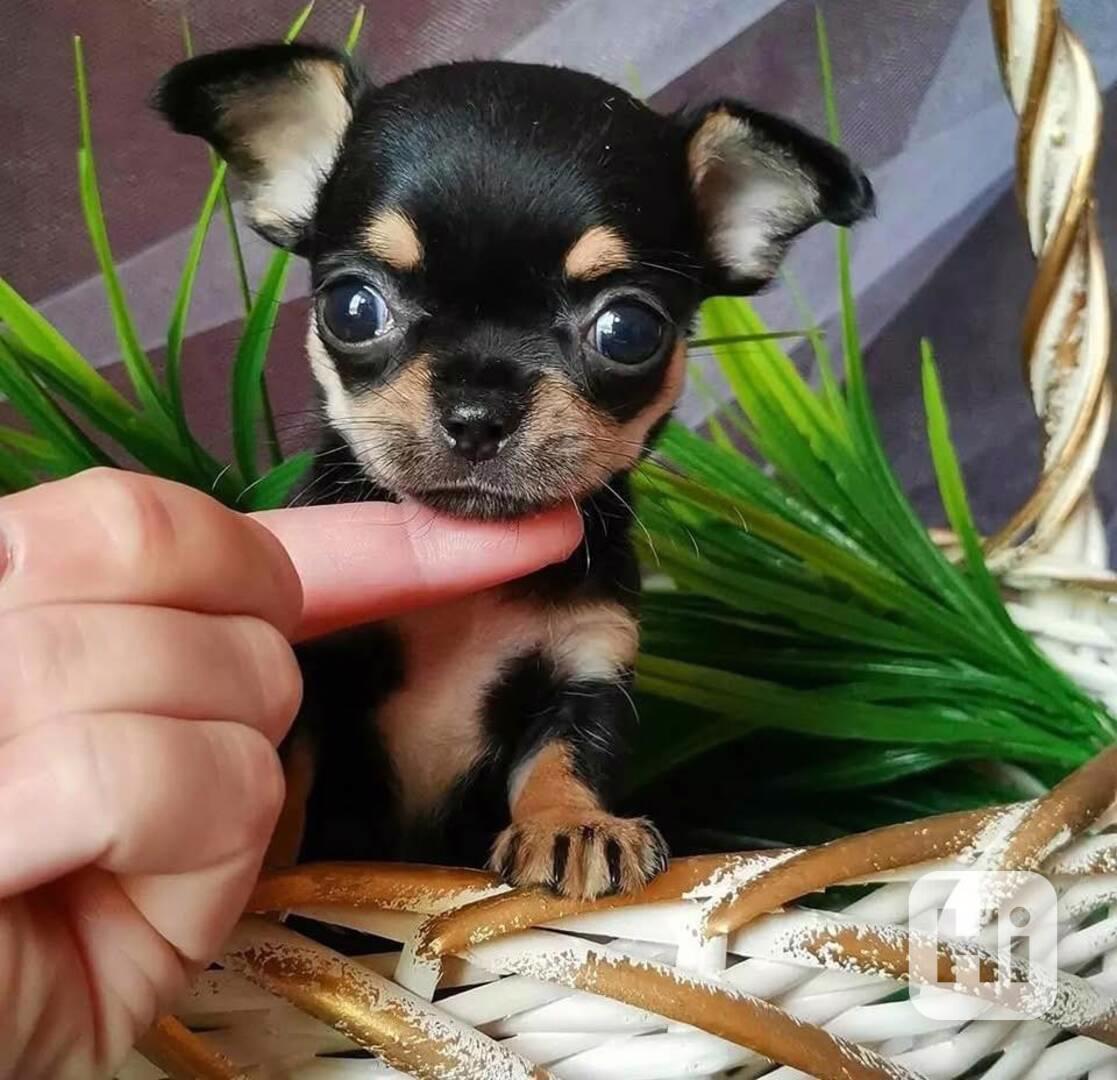 Čivava k přemístění - foto 1