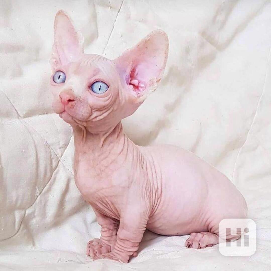 Zdarma Krásná kotátka Sphynx k dárku zdarma - foto 1