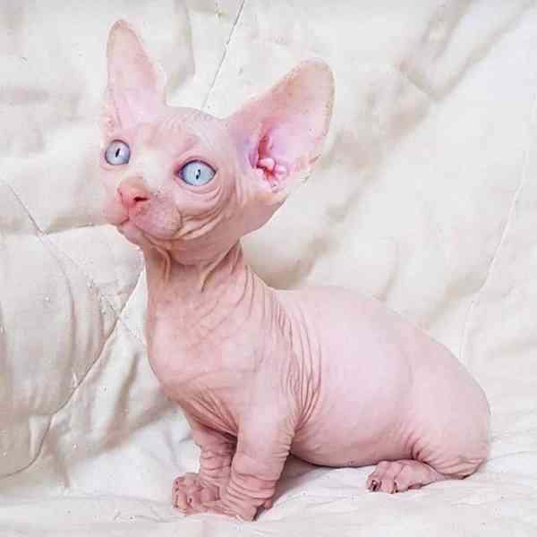 Zdarma Krásná kotátka Sphynx k dárku zdarma - foto 1