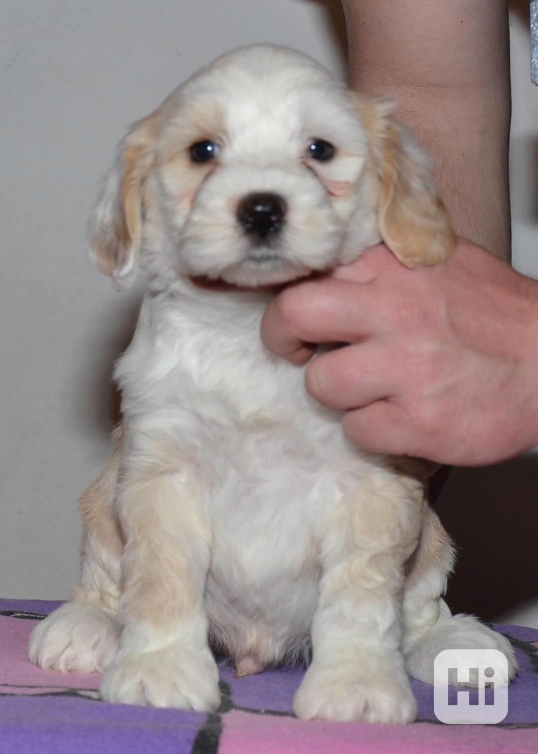 Tibetský teriér - foto 1