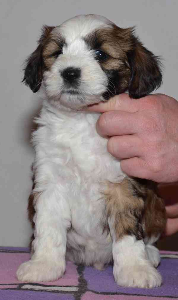 Tibetský teriér - foto 3