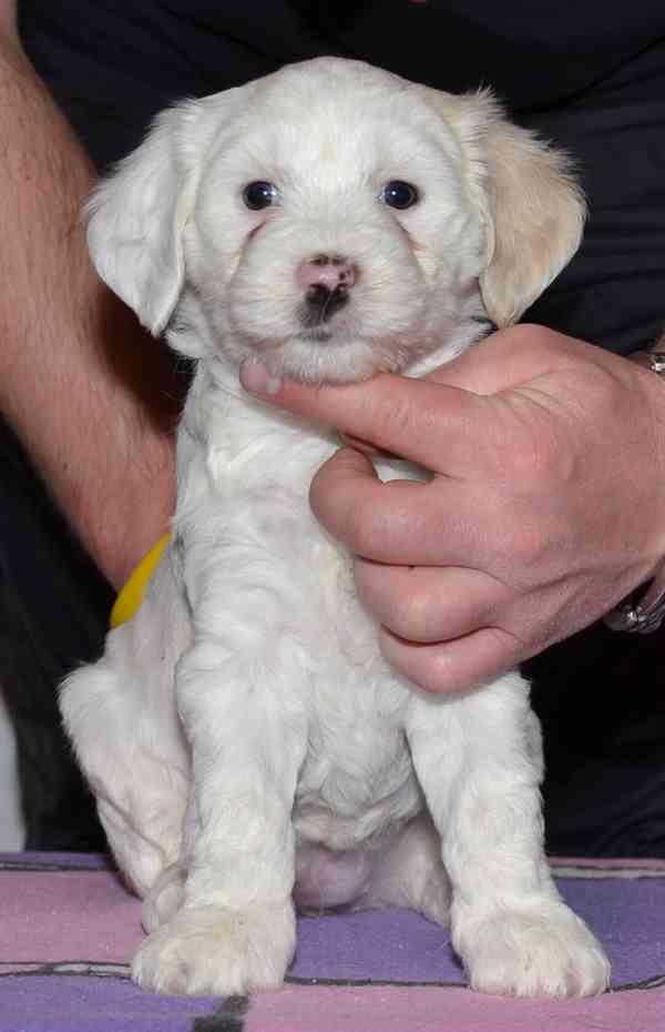 Tibetský teriér - foto 2