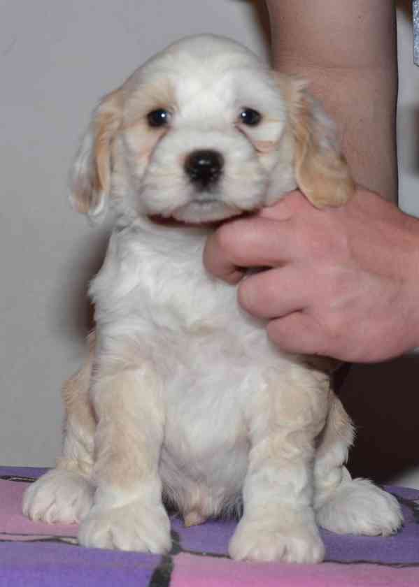 Tibetský teriér - foto 1