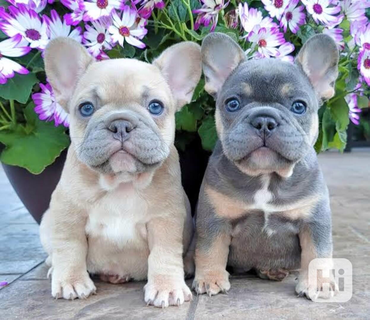 Štěňata francouzského buldoka : ‪+34691110490‬ - foto 1